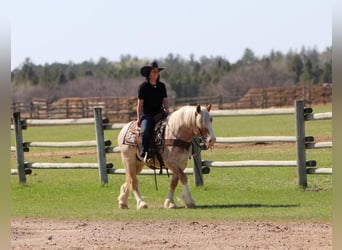 Haflinger Mix, Wallach, 4 Jahre, 147 cm, Roan-Red