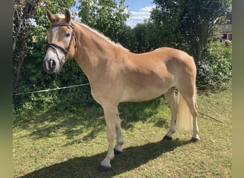 Haflinger, Wallach, 4 Jahre, 148 cm