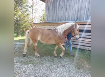 Haflinger, Wallach, 4 Jahre, 148 cm, Fuchs