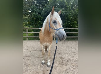 Haflinger, Wallach, 4 Jahre, 148 cm, Hellbrauner