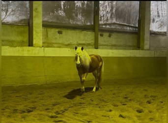 Haflinger, Wallach, 4 Jahre, 149 cm, Fuchs