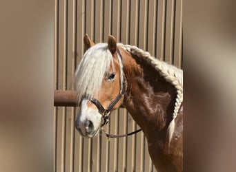 Haflinger, Wallach, 4 Jahre, 150 cm, Dunkelfuchs