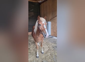 Haflinger Mix, Wallach, 4 Jahre, 150 cm, Dunkelfuchs