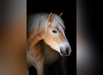 Haflinger, Wallach, 4 Jahre, 150 cm