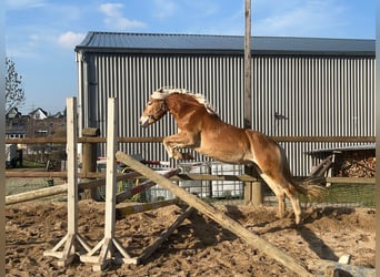 Haflinger, Wallach, 4 Jahre, 150 cm, Fuchs