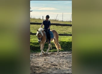 Haflinger, Wallach, 4 Jahre, 150 cm, Fuchs