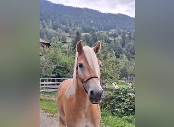 Haflinger, Wallach, 4 Jahre, 150 cm, Fuchs