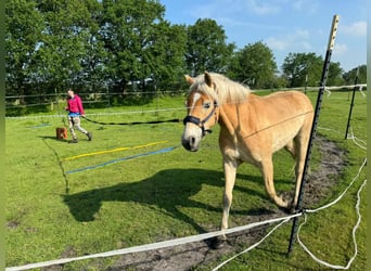 Haflinger, Wallach, 4 Jahre, 150 cm, Fuchs