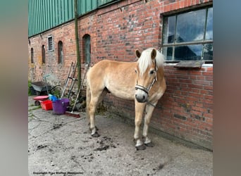 Haflinger, Wallach, 4 Jahre, 150 cm, Fuchs