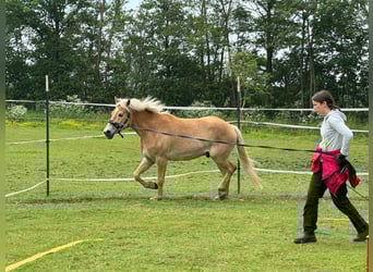Haflinger, Wallach, 4 Jahre, 150 cm, Fuchs