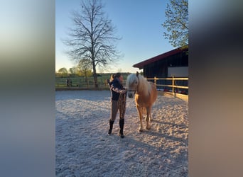 Haflinger, Wallach, 4 Jahre, 150 cm, Fuchs