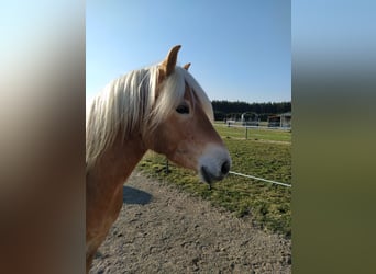 Haflinger, Wallach, 4 Jahre, 150 cm, Fuchs