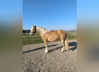 Haflinger, Wallach, 4 Jahre, 150 cm, Fuchs
