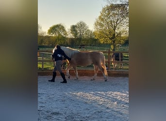 Haflinger, Wallach, 4 Jahre, 150 cm, Fuchs