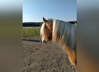 Haflinger, Wallach, 4 Jahre, 150 cm, Fuchs