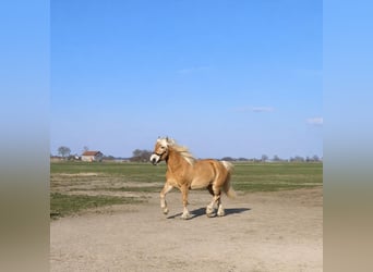 Haflinger, Wallach, 4 Jahre, 150 cm, Fuchs