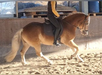 Haflinger, Wallach, 4 Jahre, 150 cm, Fuchs