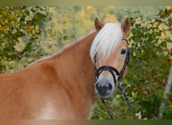 Haflinger, Wallach, 4 Jahre, 150 cm, Fuchs