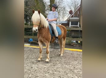 Haflinger, Wallach, 4 Jahre, 150 cm, Fuchs