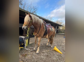 Haflinger, Wallach, 4 Jahre, 150 cm, Fuchs