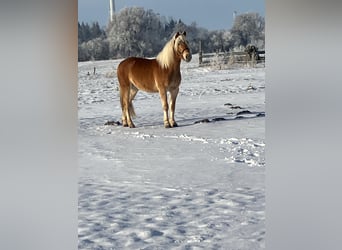 Haflinger, Wallach, 4 Jahre, 150 cm, Fuchs