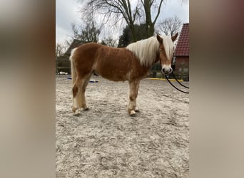 Haflinger, Wallach, 4 Jahre, 150 cm, Fuchs