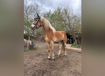 Haflinger, Wallach, 4 Jahre, 151 cm