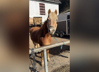 Haflinger, Wallach, 4 Jahre, 151 cm, Fuchs