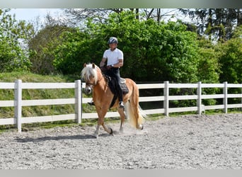 Haflinger, Wallach, 4 Jahre, 151 cm, Fuchs