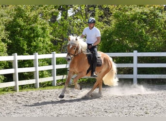 Haflinger, Wallach, 4 Jahre, 151 cm, Fuchs
