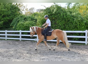 Haflinger, Wallach, 4 Jahre, 151 cm, Fuchs