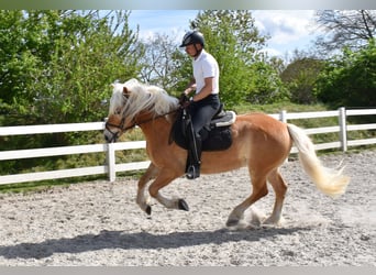 Haflinger, Wallach, 4 Jahre, 151 cm, Fuchs