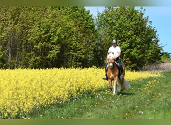 Haflinger, Wallach, 4 Jahre, 151 cm, Fuchs
