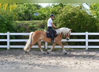 Haflinger, Wallach, 4 Jahre, 151 cm, Fuchs
