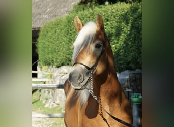 Haflinger, Wallach, 4 Jahre, 151 cm, Fuchs