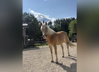 Haflinger, Wallach, 4 Jahre, 151 cm, Palomino