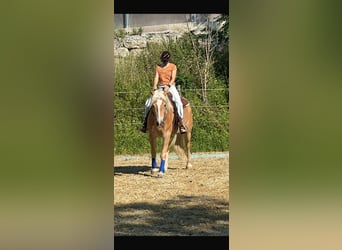 Haflinger, Wallach, 4 Jahre, 151 cm, Palomino