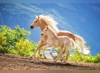 Haflinger, Wallach, 4 Jahre, 152 cm