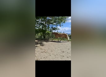 Haflinger, Wallach, 4 Jahre, 152 cm, Fuchs