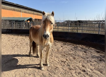 Haflinger, Wallach, 4 Jahre, 152 cm, Fuchs
