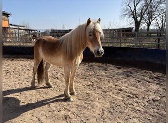 Haflinger, Wallach, 4 Jahre, 152 cm, Fuchs