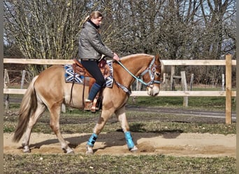 Haflinger, Wallach, 4 Jahre, 152 cm, Fuchs