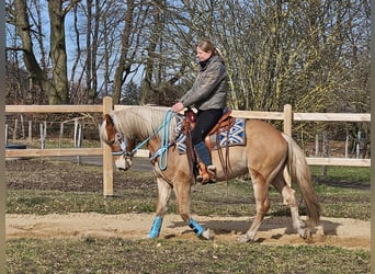 Haflinger, Wallach, 4 Jahre, 152 cm, Fuchs