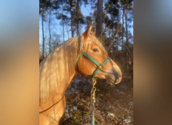 Haflinger, Wallach, 4 Jahre, 152 cm, Fuchs