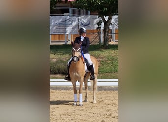 Haflinger, Wallach, 4 Jahre, 152 cm, Palomino