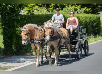 Haflinger, Wallach, 4 Jahre, 152 cm, Palomino