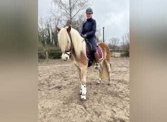Haflinger, Wallach, 4 Jahre, 153 cm