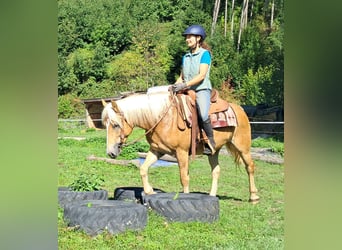 Haflinger, Wallach, 4 Jahre, 153 cm, Fuchs