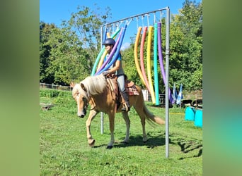 Haflinger, Wallach, 4 Jahre, 153 cm, Fuchs