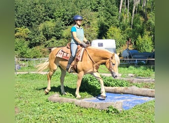 Haflinger, Wallach, 4 Jahre, 153 cm, Fuchs